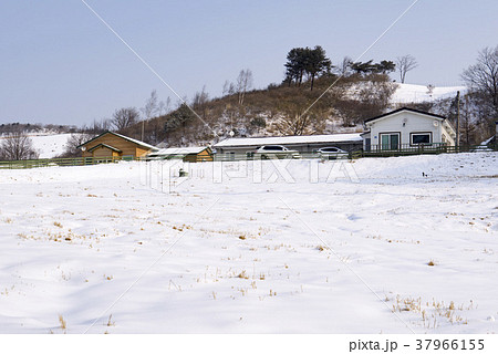 木 冬 雪景色 37966155