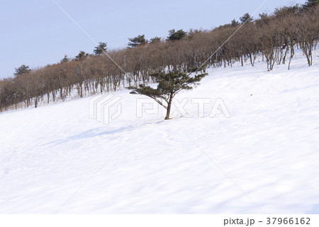 木 冬 雪景色 37966162