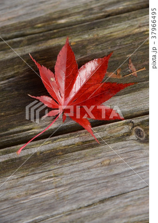 紅葉の落ち葉 紅葉の落ち葉 37966495