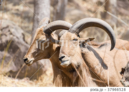 Close up two mountain goats fighting in zoo 37966528