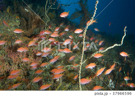 深い海を群れで一斉に泳ぐ赤い魚の写真素材