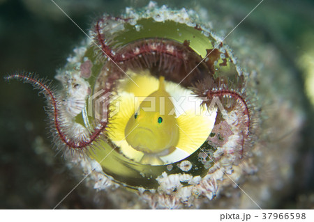 水中の黄色い小さいサカナ 緑の目・瓶に住む 水中の黄色い小さいサカナ 緑の目・瓶に住む 37966598