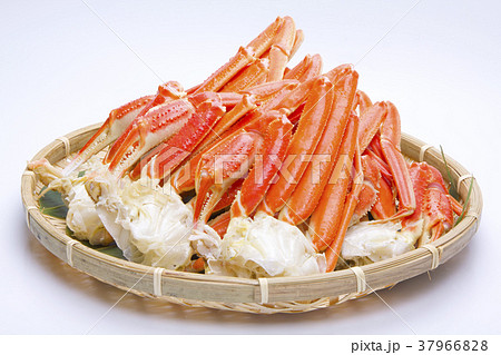 ズワイガニの足　食材 37966828