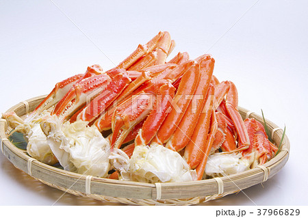 ズワイガニの足　食材 37966829