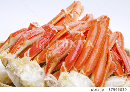 ズワイガニの足 食材 ズワイガニの足 食材 37966830