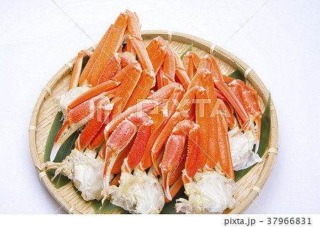 ズワイガニの足　食材 37966831