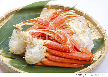 ズワイガニの足　食材 37966839