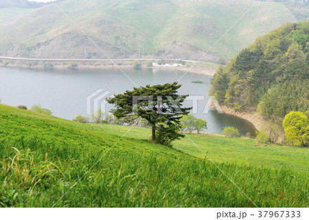 季節 山 木 37967333