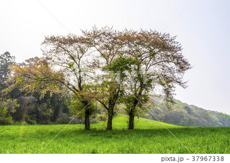 木 風景 季節 37967338