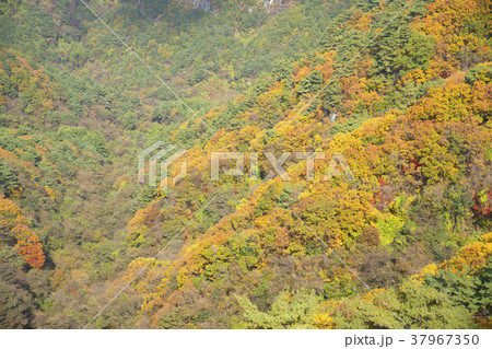 木 風景 紅葉 37967350