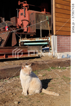 まぶしい猫 37967438