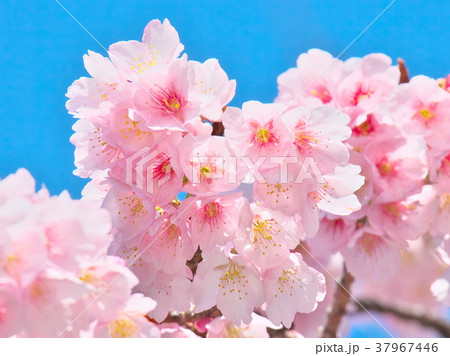 青空に咲く桜 37967446