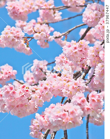 青空に咲く桜 37967447