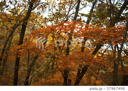 木 紅葉 自然 37967498