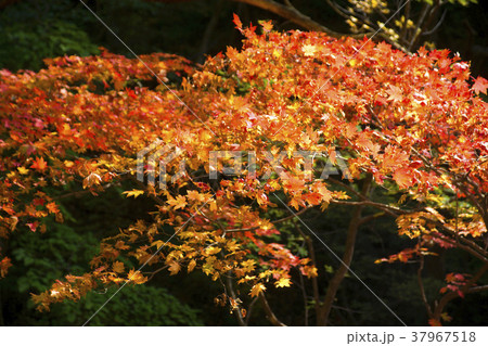 紅葉 自然 風景 37967518