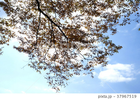 空 木 紅葉 37967519