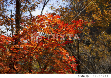 木 紅葉 自然 37967533