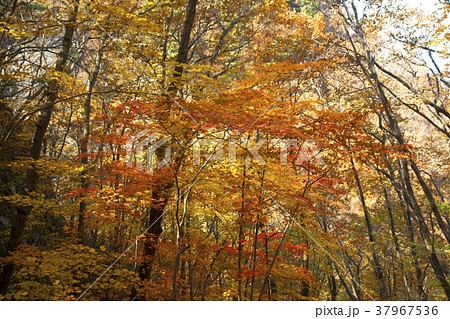 風景 木 紅葉 37967536