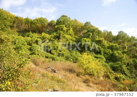 風景 木 自然 37967552