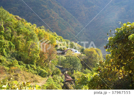 風景 木 自然 37967555