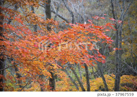 木 紅葉 自然 37967559
