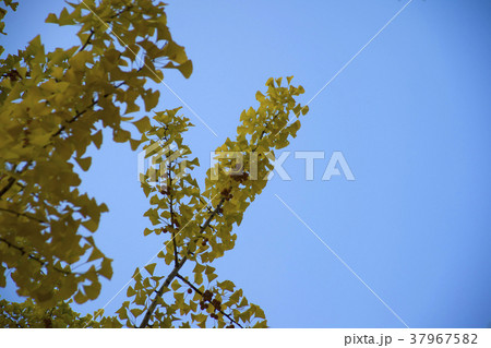 空 紅葉 自然 37967582