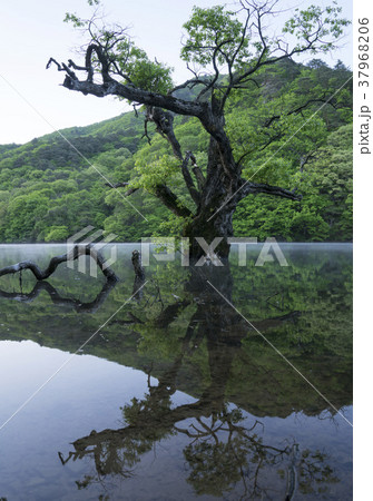 湖 木 風景 37968206