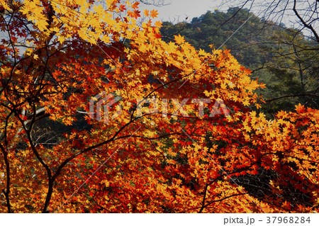 木 紅葉 風景 37968284