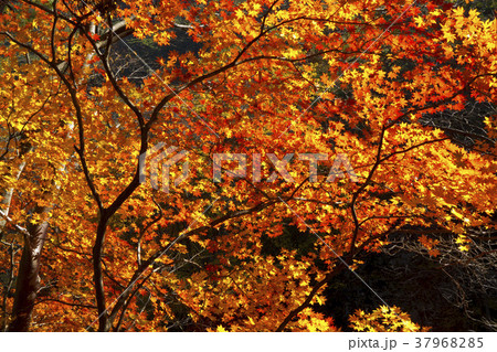木 紅葉 屋外 37968285