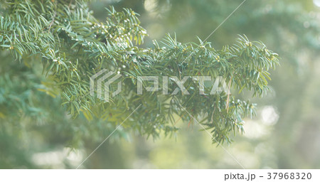 yew branches in spring morning 37968320