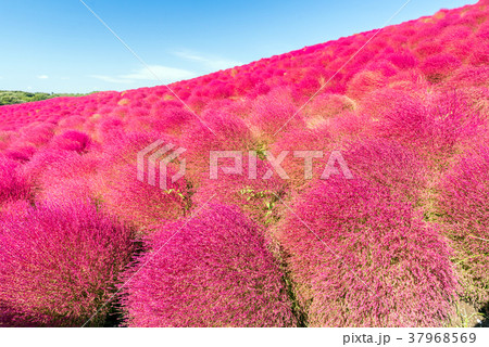 Kochia and cosmos filed Hitachi Ibaraki Japan 37968569
