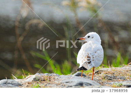 White bird in Kyoto 37968956