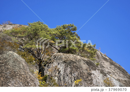山 木 風景 37969070