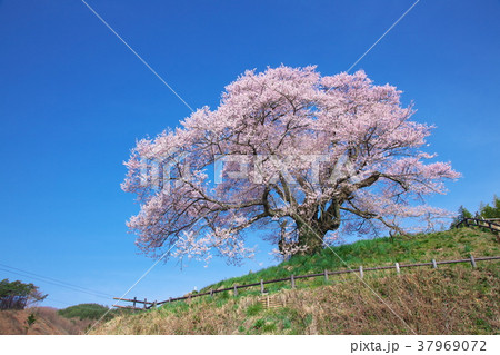 一本桜 - 発知のヒガンザクラ 一本桜 - 発知のヒガンザクラ 37969072