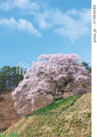 一本桜 - 発知のヒガンザクラ 37969080