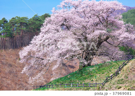 一本桜 - 発知のヒガンザクラ 37969081