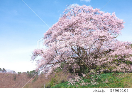 一本桜 - 発知のヒガンザクラ 37969105