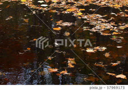 水面の落ち葉 37969173