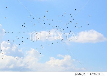 スズメ すずめ 雀 夏の空 スズメ すずめ 雀 夏の空 37969180