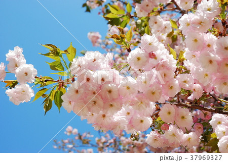 桜・普賢象 37969327