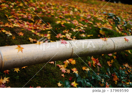 Japanese Maple Leaves in Autumn 37969590