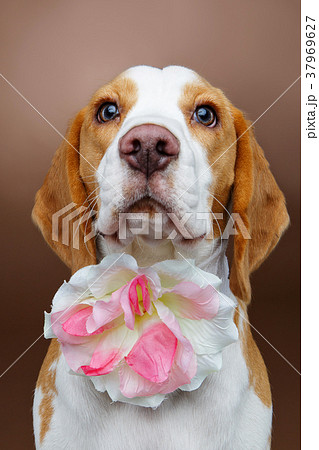 beautiful beagle dog with flower 37969627