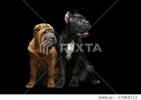 beautiful two puppy dogs 37969722