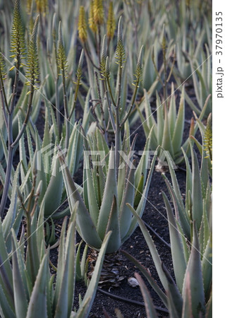 EUROPE CANARY ISLANDS LANZAROTE EUROPE CANARY ISLANDS LANZAROTE 37970135