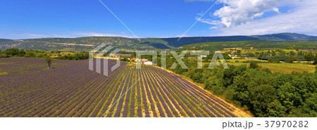 Lavender Field in Provence, France Lavender Field in Provence, France 37970282