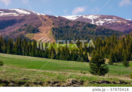 spruce forest on rolling hills 37970418