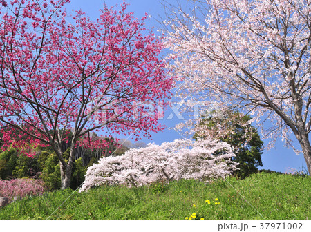 桜-33064 37971002