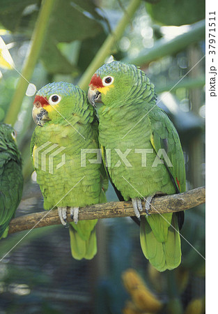 LATIN AMERICA HONDURAS COPAN 37971511