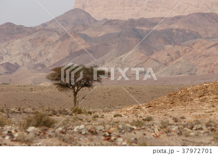 ASIA MIDDLE EAST JORDAN 37972701