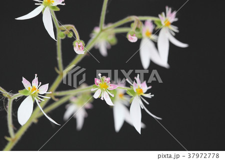 ユキノシタの花 ユキノシタの花 37972778